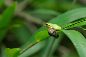 葉っぱの上で休むアマガエル
