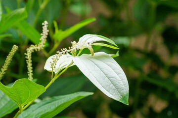 ハンゲンショウの白い花