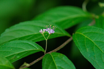 花芽を着けたムラサキシキブ