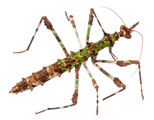 Close-Up Macro Shot of Stick Insect Highlighting Camouflage Texture – PNG Transparent