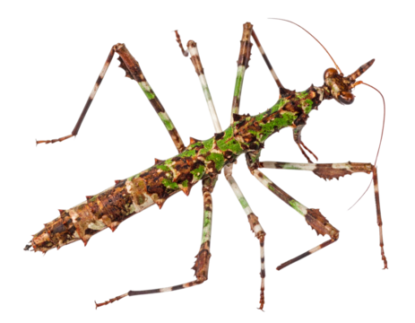 Close-Up Macro Shot of Stick Insect Highlighting Camouflage Texture – PNG Transparent