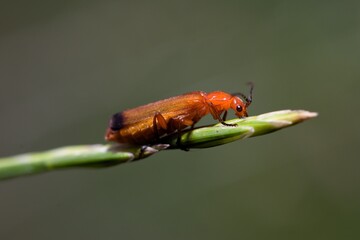 Red soldier beetle on the edge of a grass strand.