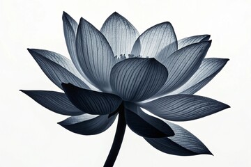 lotus flower vector illustration