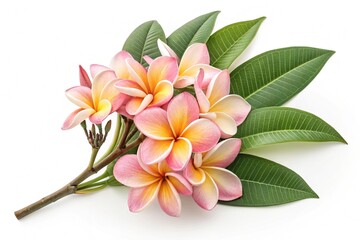 pink frangipani flower
