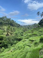 Scenic View of Rice Terraces and Palm Trees in Bali