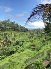 Scenic View of Rice Terraces and Palm Trees in Bali