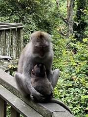 Mother monkey cradling baby monkey in Bali