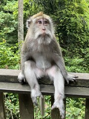 A Macaque Monkey Relaxing on a Wooden Railing in Bali's Sacred Monkey Forest