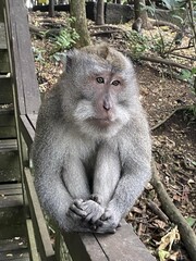 A Macaque Monkey Relaxing on a Wooden Railing in Bali's Sacred Monkey Forest