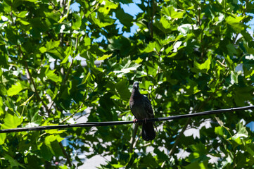 A dove sitting on a wire against a background of green trees. 