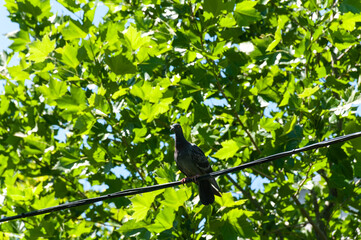 A dove sitting on a wire against a background of green trees. 