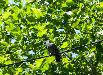 A dove sitting on a wire against a background of green trees. 