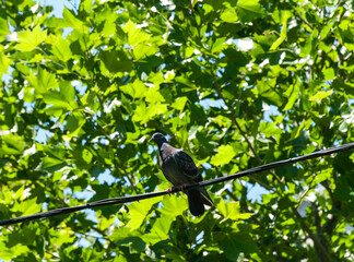 A dove sitting on a wire against a background of green trees. 