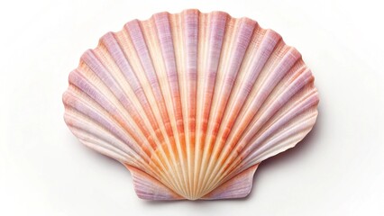 Fototapeta premium An exquisite fan-shaped scallop shell, boasting a magnificent spectrum of sunset colors, meticulously photographed with ample copy space, making it versatile for various creative