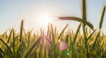 Obraz premium Golden Wheat Field Under Bright Sun
