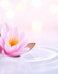 Water lily flower background