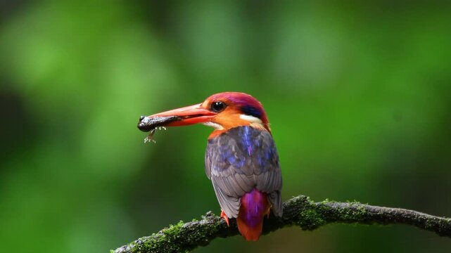 An Oriental Dwarf Kingfisher perched on top of a twig with feed of its chicks on the outskirts of Panvel, Maharastra