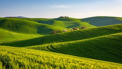Naklejka premium rice field in thailand on background 