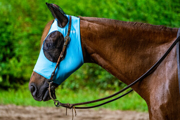 Detail of a horse during an equestrian race