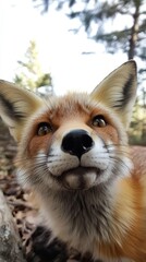 Curious Red Fox Portrait Close Up