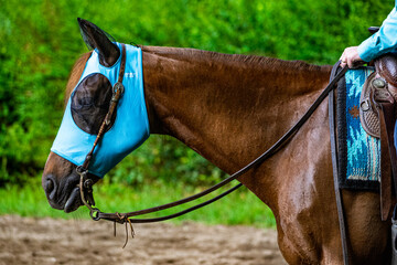Detail of a horse during an equestrian race