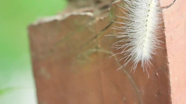 Fall Webworm (Hyphantria cunea) Larva Crawling on Painted Wooden Fence