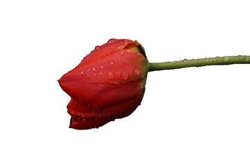 Tulipano rosso con gocce d'acqua - isolato - png