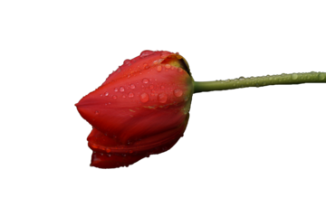 Tulipano rosso con gocce d'acqua - isolato - png