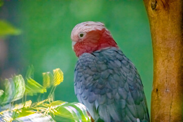 Ein Rosakakadu mit dem Blick nach hinten gerichtet