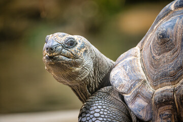 Portrait of Aldabra Giant Tortoise (Aldabrachelys gigantea on the islands of the Seychelles in the Indian Ocean, Chelonoidis niger