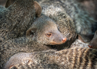 A group of Banded Mongoose - Mungos mungo - being caring an playful on a lawn in Czech Republic