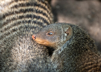 A group of Banded Mongoose - Mungos mungo - being caring an playful on a lawn in Czech Republic