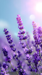 Naklejka premium Lavender Fields Serenity and Purple Blossoms