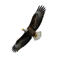 Obraz premium Majestic Bald Eagle Flying with Wings Spread on Isolated transparent background
