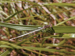 dragonfly on a leaf