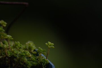 Fresh Green Mini Succulent Houseplant