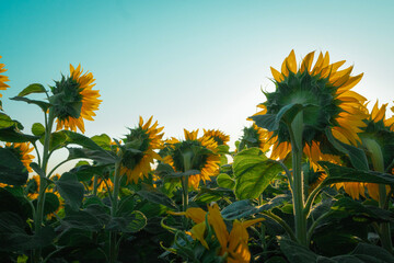A dense field of sunflowers seen from behind, as they catch the sunlight. The position of the sun...