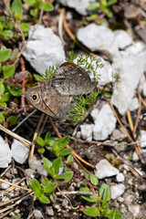 copulating couple of northern wall brown (lasiommata petropolitana)