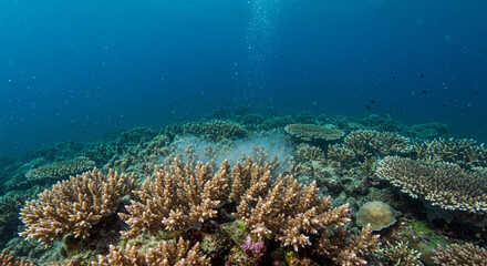 Fototapeta premium Vibrant underwater coral reef scene showcasing diverse coral formations and marine life in a clear blue ocean.