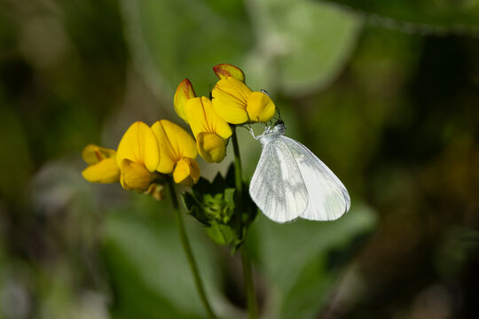 one of two cryptic species of the leptidea complex (leptidea sinapis/juvernica) feeding on a yellow legume