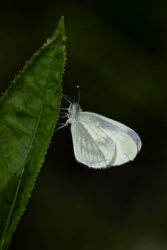 one of two cryptic species of the leptidea complex (leptidea sinapis/juvernica) perching on a green leaf