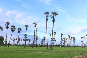 Palm Trees on Horizon: Capturing the serene beauty of the countryside, rows of tall palm trees sway...