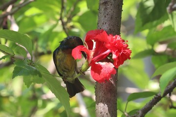 Sunbird and Hibiscus: A vibrant sunbird delicately feeds on the nectar of a bright red hibiscus...