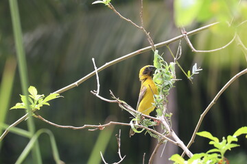 Weaver Bird Nesting: A vibrant yellow weaver bird meticulously builds its nest amongst lush...