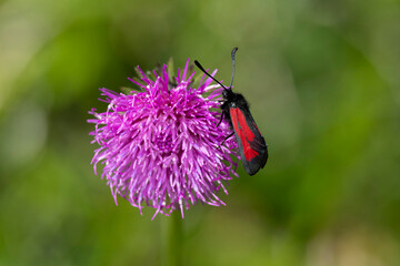 a transparent burnet (zygaena purpurali) on a pinc blossom