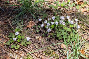 White shamrock (Oxalis acetosella) or wood sorrel flowers blooming in early spring in the wild forest The Netherlands