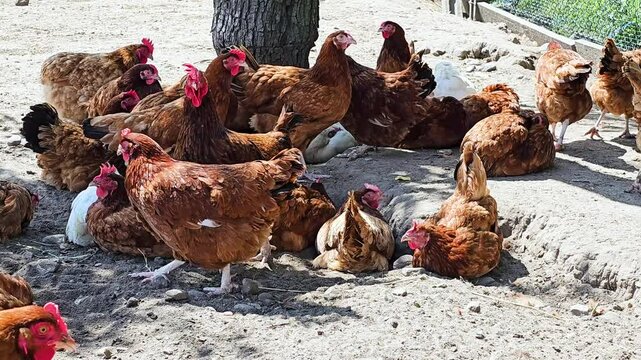 Chickens on traditional free range poultry farm.