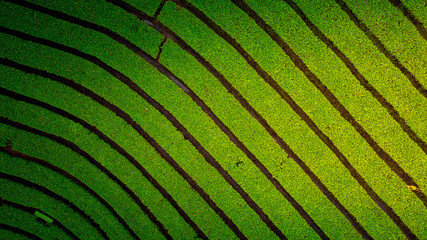 Top-down view of lush tea fields, with neatly planted rows creating elegant, curved lines across...