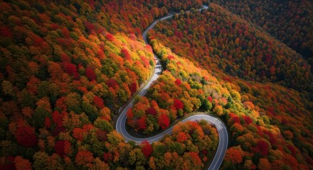 aerial view of a winding road through a vibrant autumn forest with colorful fall foliage and sunlit mountainside