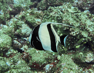 Angelfish from galapagos